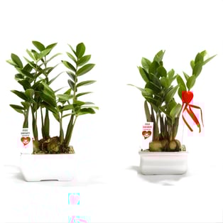 עציץ שגשוג לעסקים ואישי גדול