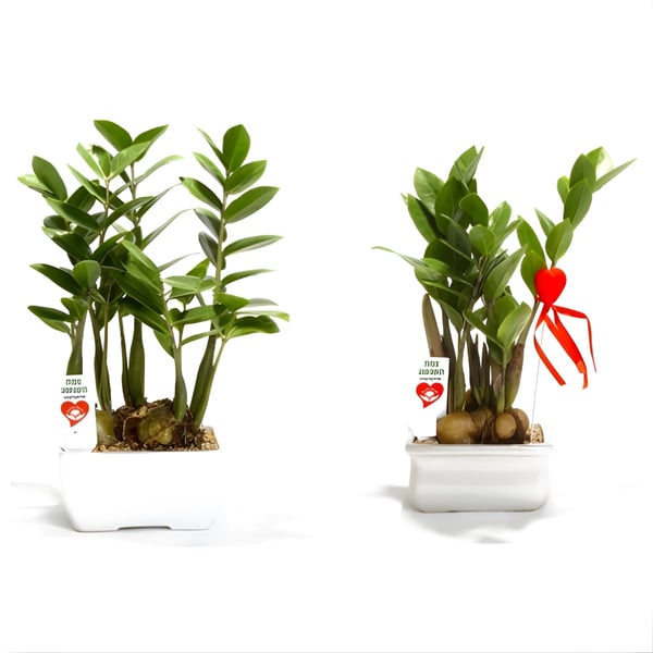 Large Prosperity Tree for Business and Personal Growth