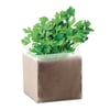 Modern Pot with Fresh Parsley