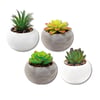 Decorative Ceramic Succulents and Cactus Planters