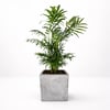 Decorative Concrete Planter with 11cm Peace Lily