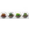 Succulent and Cactus Planters in Ceramic Pots