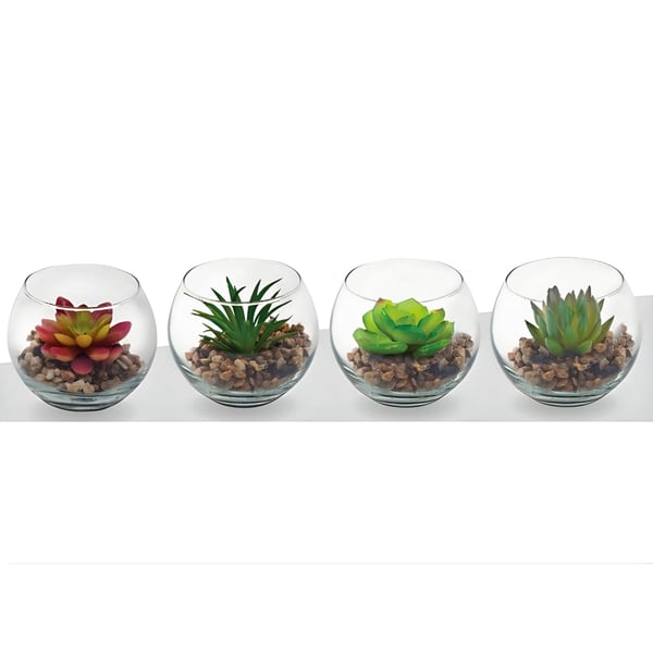 Succulent and Cactus Planters in Ceramic Pots