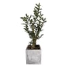 Decorative Succulent in Olive Tree Style