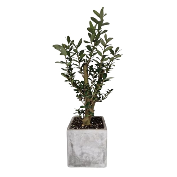 Decorative Succulent in Olive Tree Style